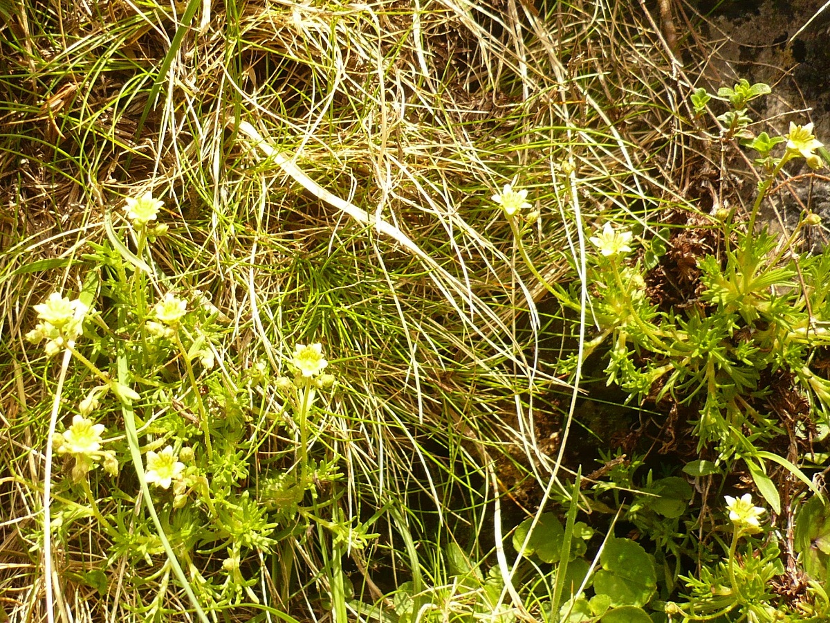 Saxifraga hariotii (Saxifragaceae)